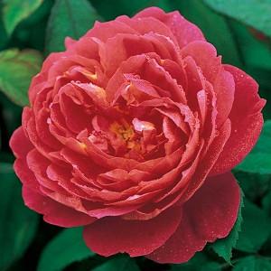 Best David Austin Roses For Pacific Northwest Gardens