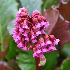 Bergenia Cordifolia Winter Glow Heartleaf Bergenia