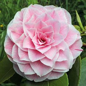 Winter Blooming Camellias