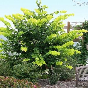 Cercis Canadensis Ace Of Hearts Eastern Redbud