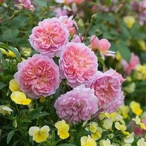 Best English Roses For Pots And Containers