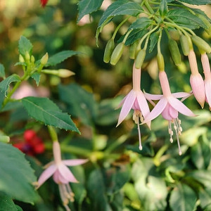 Begonia boliviensis 'Bonfire'