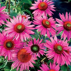 Coneflowers Echinacea Gems In The Garden