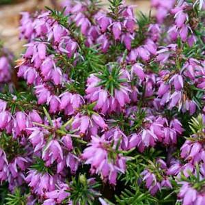 Erica X Darleyensis Kramer S Rote Winter Heath