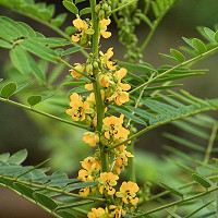 senna hebecarpa seed pods