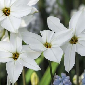 Ipheion Uniflorum White Star Spring Starflower