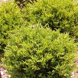 Juniperus communis 'Gold Cone' (Common Juniper)