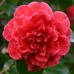 Camellia japonica (Japanese Camellia)