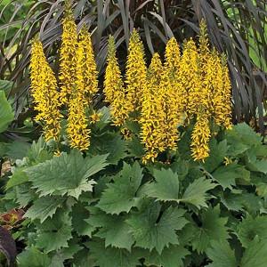 Ligularia The Rocket Leopard Plant