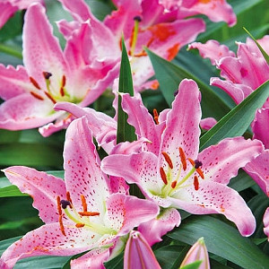 Oriental Lilies