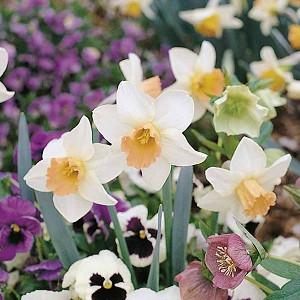 Narcissus Fortune Large Cupped Daffodil
