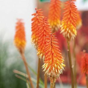 Red hot poker plant for sale nz dollars