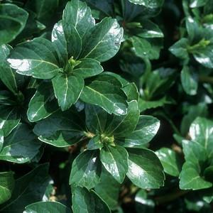 Pachysandra Terminalis Silver Edge Japanese Spurge