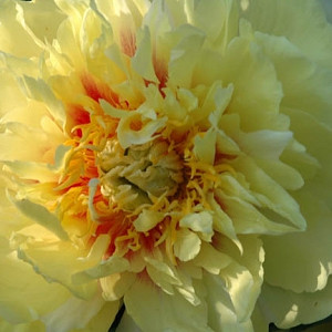 Compare All Paeonia - Peonies