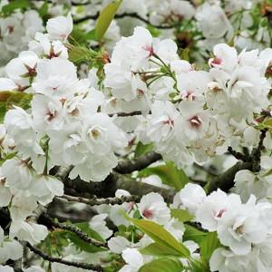 Pretty Flowering Cherry Trees For Your Garden