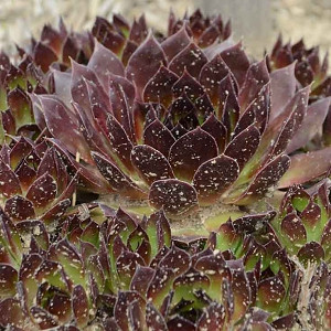 Sempervivum 'Kalinda' (Hens and Chicks)