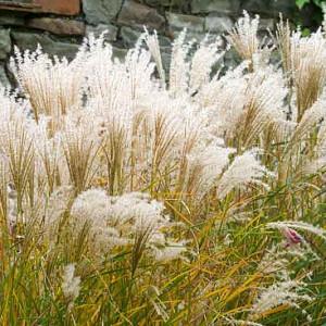 Miscanthus Sinensis Chinese Silver Grass