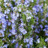 19+ Trailing Rosemary Plant - NgaiSwanik