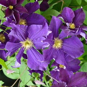 Compare all Clematis