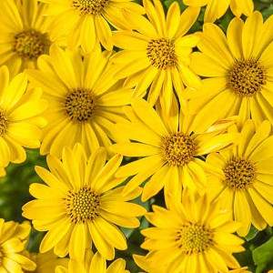 Osteospermum 'Soprano White' (African Daisy)