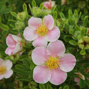 Potentilla Fruticosa 'Pink Beauty' (Shrubby Cinquefoil)