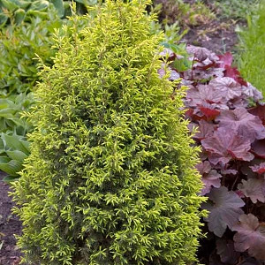 Juniperus chinensis 'Spartan' (Chinese Juniper)