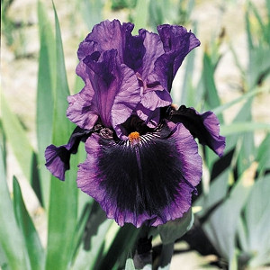 Fabulous Reblooming Bearded Irises