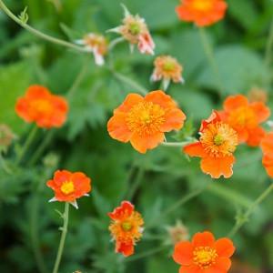 Geum Fire Storm Avens