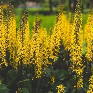 Ligularia The Rocket Leopard Plant