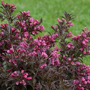 Weigela florida Sonic Bloom® Pink