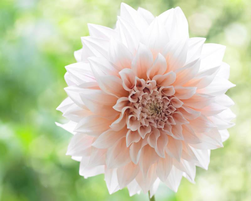 Dahlia Cafe Au Lait