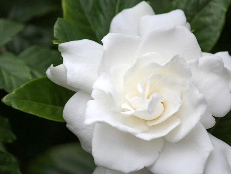 cape jasmine perfume