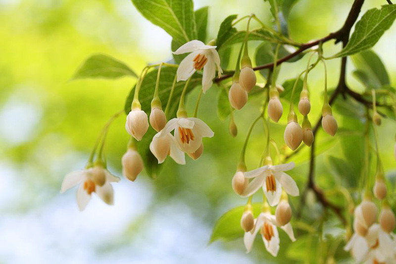 Styrax Japonicus Japanese Snowbell 2693