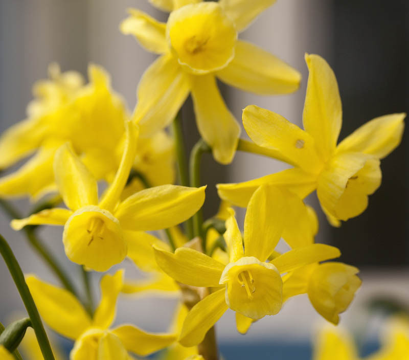 Narcissus 'Hawera' (Triandrus Daffodils)