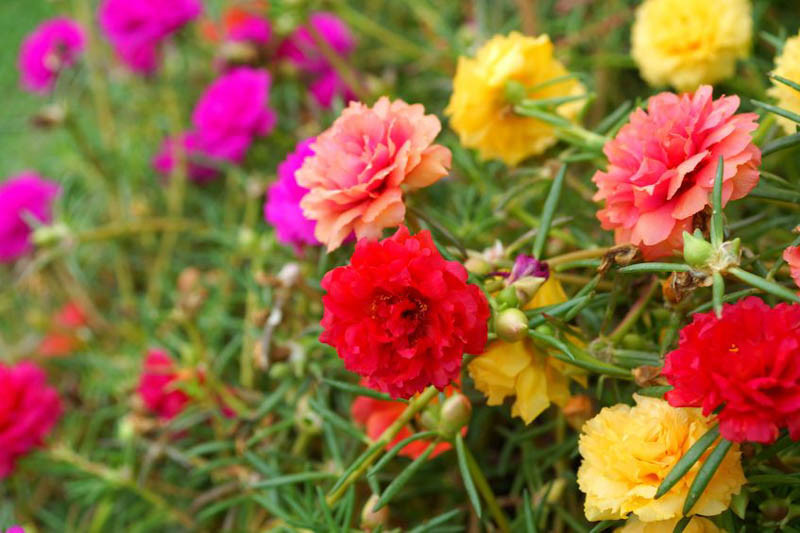Đây là loài hoa Moss Rose với màu sắc tươi sáng và hương thơm dịu nhẹ. Hãy chiêm ngưỡng vẻ đẹp của loài hoa này trong hình ảnh kế tiếp!