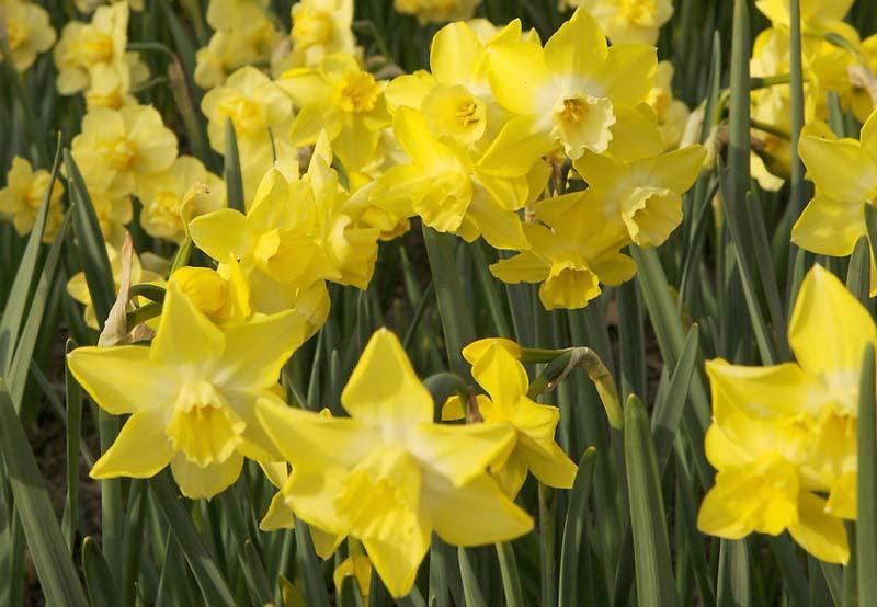 Narcissus Pipit Jonquil Daffodil