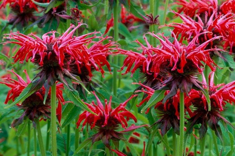 monarda 'squaw' bee balm