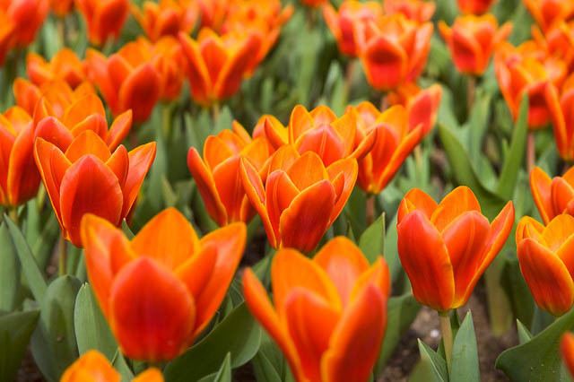 Tulipa 'early Harvest' (kaufmanniana Tulip)