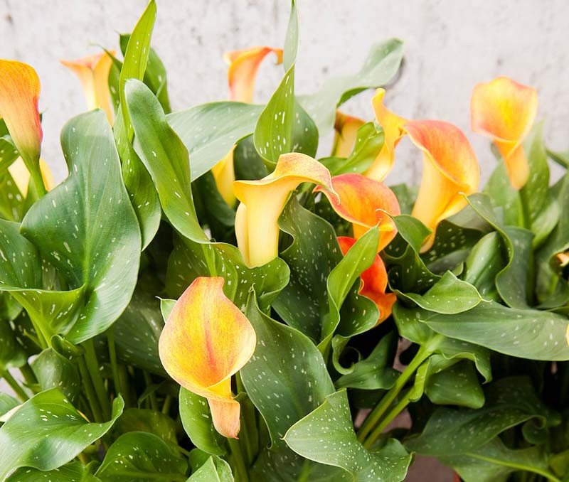 Zantedeschia 'Mercedes' (Calla Lily)