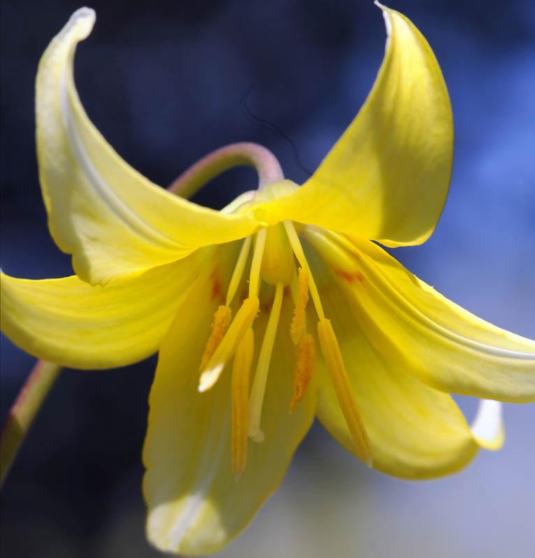 Erythronium Pagoda Dog Tooth Violet