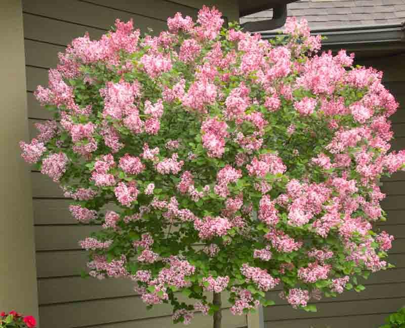 syringa tinkerbelle® lilac