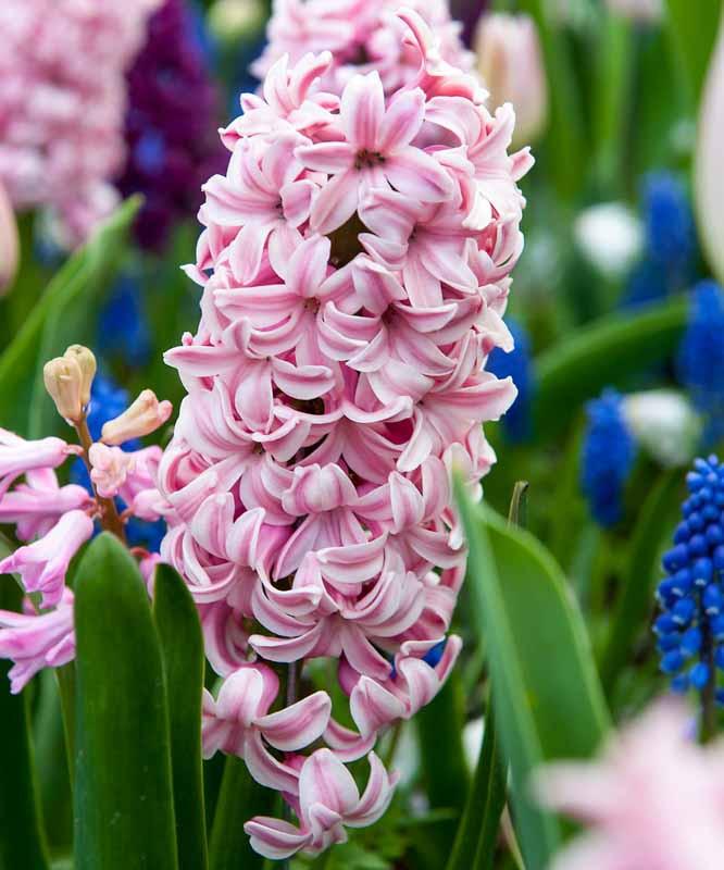 hyacinth