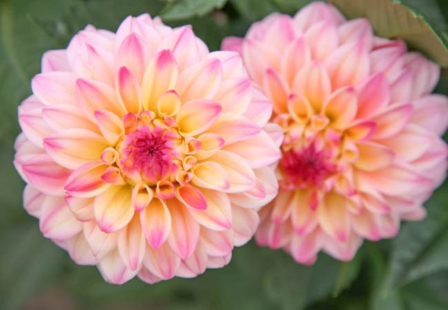 Dahlia 'Jowey Gipsy'