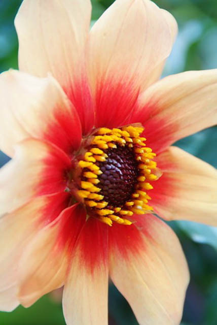 Dahlia 'Moonfire'