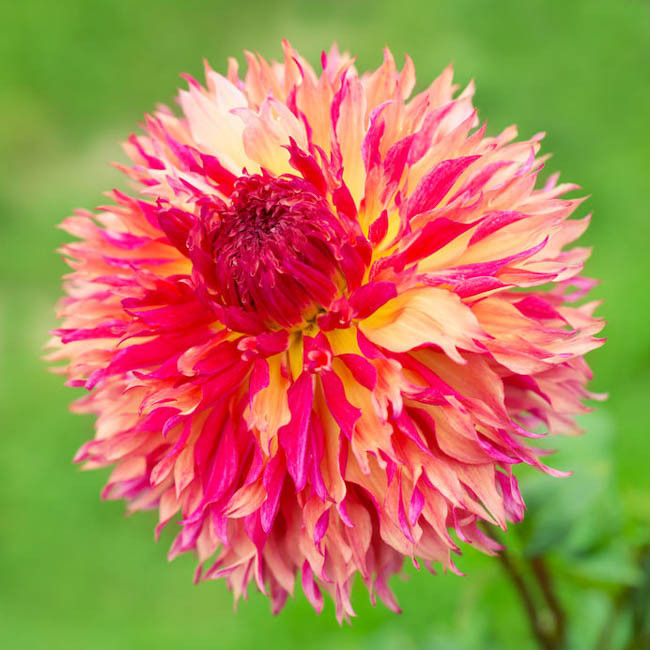 Dahlia 'Myrtle's Folly'