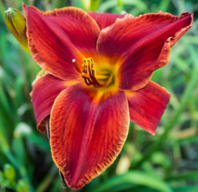 Hemerocallis Red Magic Daylily