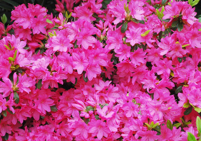 Rhododendron 'Girard's Fuchsia'