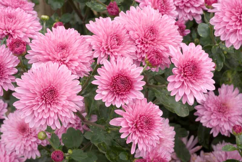 Chrysanthemum 'Grandchild'