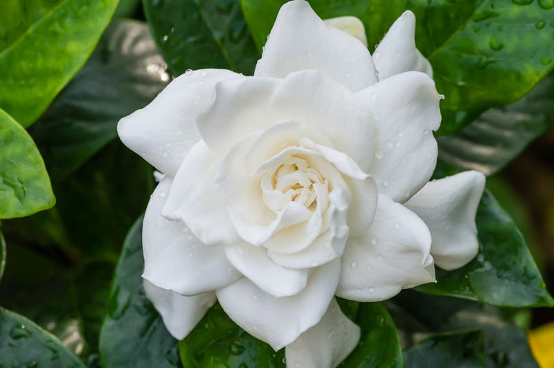 Gardenia jasminoides 'Veitchii' (Everblooming Gardenia)