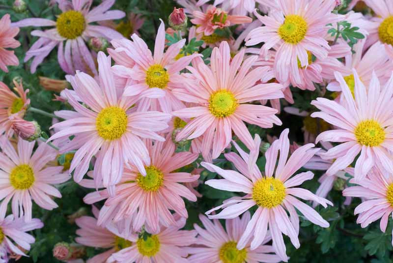 Chrysanthemum 'Clara Curtis'